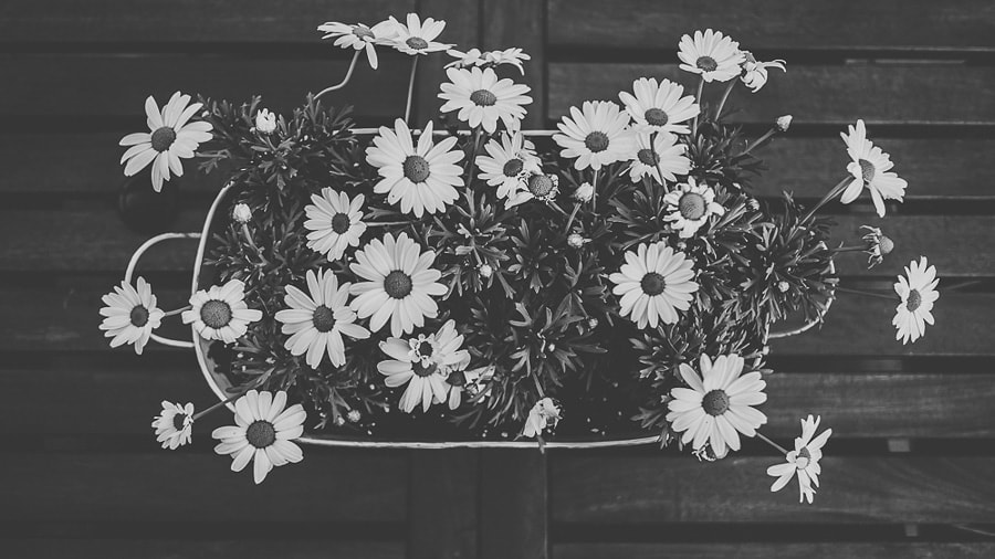 one year with fujifilm 2016 italian photographer