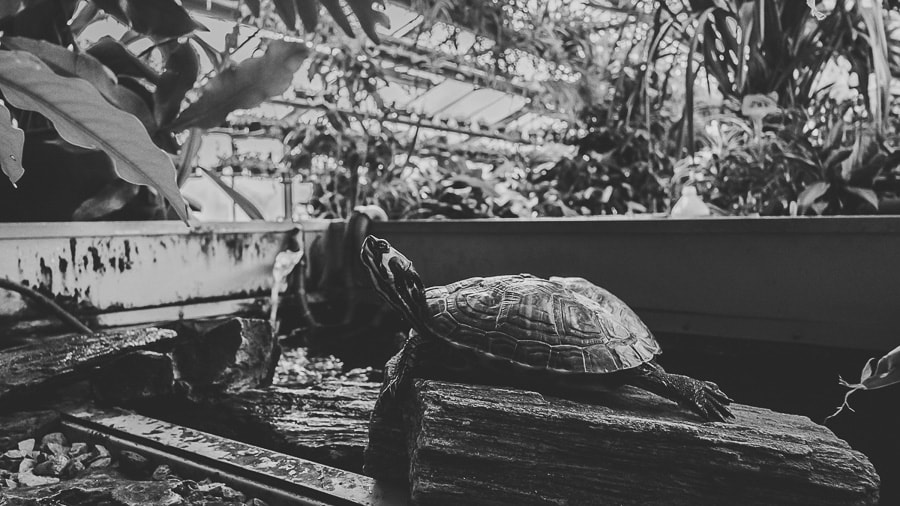 one year with fujifilm 2016 italian photographer